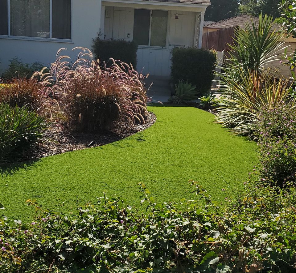 A front yard with bright green turf curving between mulched beds of purple fountain grass, yucca and flowering shrubs